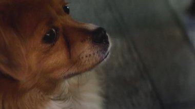 Köpek çeşitli ifadeler sergiliyor, muhtemelen tepki gösteriyor..