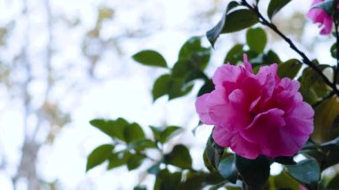 Pembe kamelya yeşil yaprakların arasında açar.