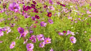 Renkli kozmos çiçekleri rüzgarda sallanıyor