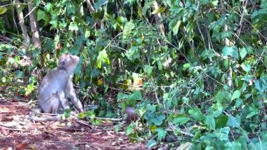 Yeşillikte oynayan ve keşfeden maymunlar