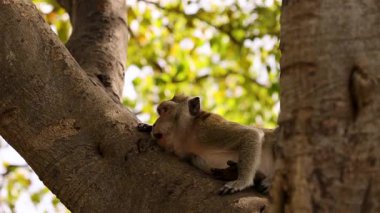 Macaque bir ağaç dalında huzur içinde uyuyor.