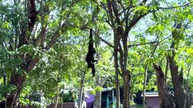 Gibbon zarif bir şekilde yemyeşil ağaçların arasında sallanıyor.