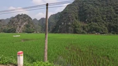 Hareket eden motosikletli pirinç tarlalarının manzarası