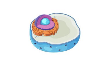 Etiketleri ve dinamik geçişleri olan organizasyonları vurgulayan bir hayvan hücresinin resimli animasyonu