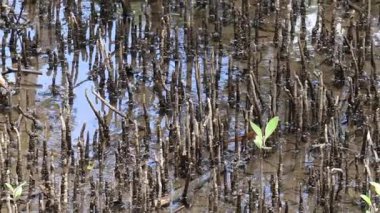 Çamurlu sulak arazide yetişen mangrov fidanları.