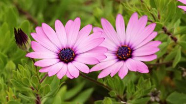 Pembe çiçekler yemyeşil yapraklarda çiçek açıyor.