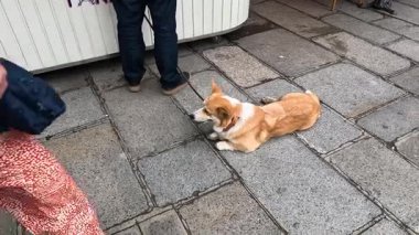 Corgi köpeği şehir ortamında çeşitli yayalarla uğraşıyor