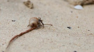Bir keşiş yengeci, Tayland 'ın Phuket kentindeki kumlu arazide doğal gün ışığında hareket ederek hassas hareketlerini ve doğal yaşam alanını gösterir.