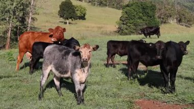 Bir tarlada huzur içinde otlayan inekler sürüsü.