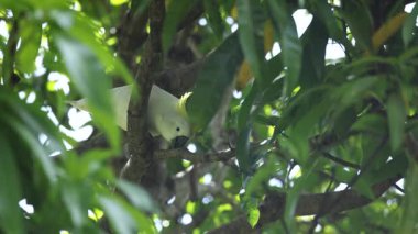 Kakadu sinekleri ve yemyeşil yaprakların arasına düşer..