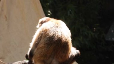 Hayvanat bahçesinde maymun yiyor.