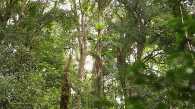 Güneş ışığı, Dorrigo, NSW 'deki yemyeşil yağmur ormanları boyunca akar ve dingin ve canlı bir doğal manzara yaratır.