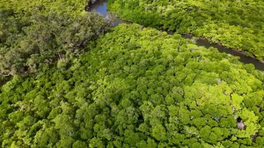 Yoğun mangrov ormanlarından geçen kıvrımlı bir nehrin doğal güneş ışığı altında canlı yeşil renkler içindeki havadan görünüşü.