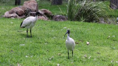 Çimenlerde yiyecek arayan iki kuş.
