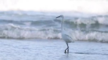 Beyaz balıkçıllar sahil şeridinde geziniyor.