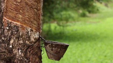 Kauçuk ağacının yemyeşil bir fidanlıkta lateks toplama kabıyla yakın plan çekimi. Doğal ışık, durağan kamera dingin ortamı yakalar