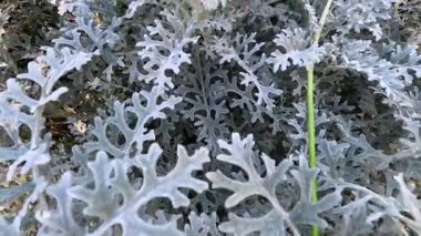 Flagstaff Bahçeleri 'nde Jacobaea Maritima' ya yakın çekim