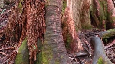 Uzun ağaçlar ve bereketli eğreltiotları sakin yağmur ormanlarında