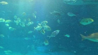 Büyük bir akvaryum tankında yüzen su canlıları.