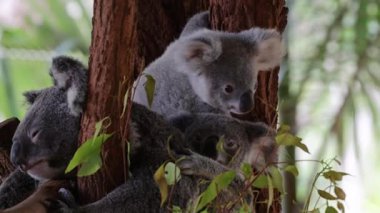 Koalalar ağaca tırmanıp etkileşime geçiyorlar.