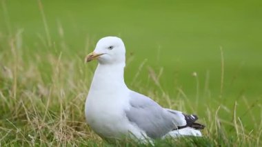 Martı çimenli alanda duruyor ve hareket ediyor
