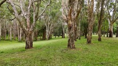 Drone verimli okaliptüs orman manzarasını keşfediyor.