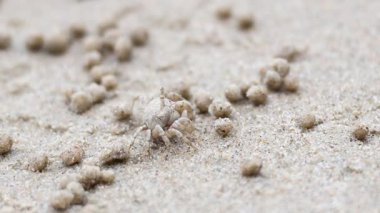 Hayalet yengeç Krabi sahilinde kum taşıyor.