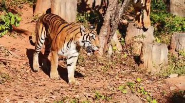 Kaplanlar doğal hayvanat bahçesi ortamlarını keşfediyorlar.