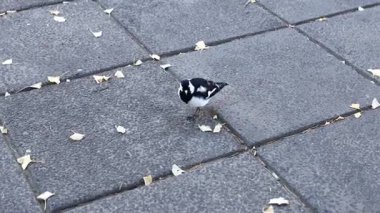 Asfaltlı bir sokakta yürüyen saksağan bir tarlakuşu