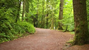 Bereketli yeşilliği olan manzaralı orman yolu