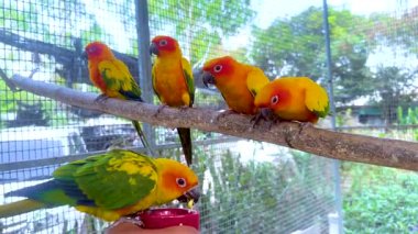 Renkli papağanlar doğal bir ortamda tünemişler.