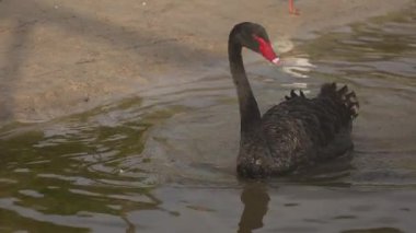 Siyah kuğu deniz kenarındaki martılarla etkileşime girer.