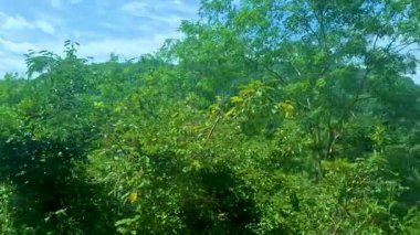 Orman ve nehir manzarası