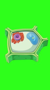 Animasyon, canlı renklerle ve pürüzsüz geçişlerle bitki hücre yapısını, çarpıtma ve kristal oluşumları vurguluyor