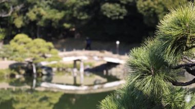 Bereketli yeşil bir parkta huzurlu bir yürüyüş.