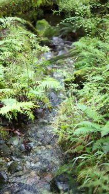 Küçük, berrak bir dere yağmur ormanlarındaki yoğun, canlı yeşil eğreltiotlarının arasında kayaların üzerinden yavaşça akar. Yumuşak doğal gün ışığı, statik kamera, sakin bir ruh hali.