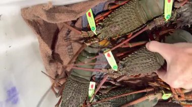 Gold Coast deniz ürünleri pazarındaki ıstakozları inceliyorum.