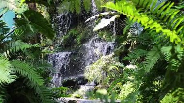 Yoğun yeşil yapraklarla çevrili şelale.