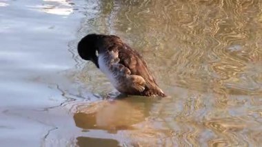 Bir ördek durmadan suya dalıyor ve bir gölette ortaya çıkıyor..