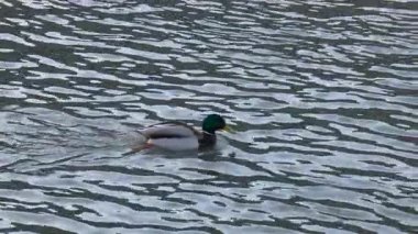 Nehirde yüzen bir yaban ördeği