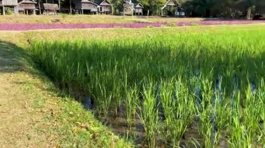 Güneşin altında canlı pirinç tarlaları