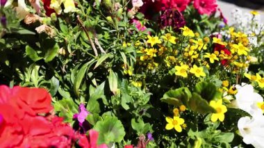 Sestriere, Piedmonte, İtalya 'da canlı çiçekler