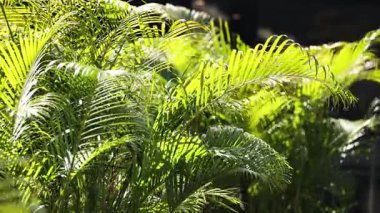 Eğreltiotu yaprakları rüzgarda hafifçe sallanıyor.