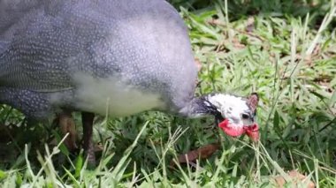 Bir kuş yeri gagalıyor.