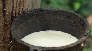 Kauçuk ağaçtan damlayan lateks yakın plan. Tropikal bir ortamda doğal çıkarma işlemi