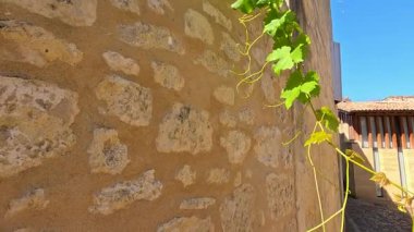 Tuhaf bir Fransız köyünde, sarmaşık kaplı duvarlar.