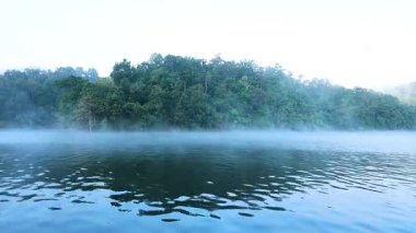 Sakin nehir sisli orman zeminiyle