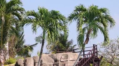 Rüzgarda usulca hareket eden palmiye ağaçları