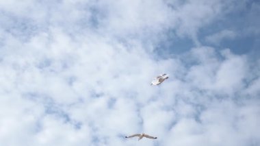 Martılar bulutlu bir gökyüzüne doğru zarif bir şekilde uçuyor.