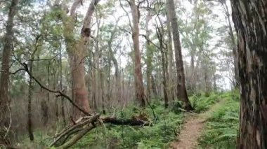 Sakin bir yürüyüş sık bir orman patikasında